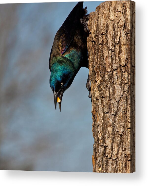 Grackle Acrylic Print featuring the photograph The Grackle by Mark Alder