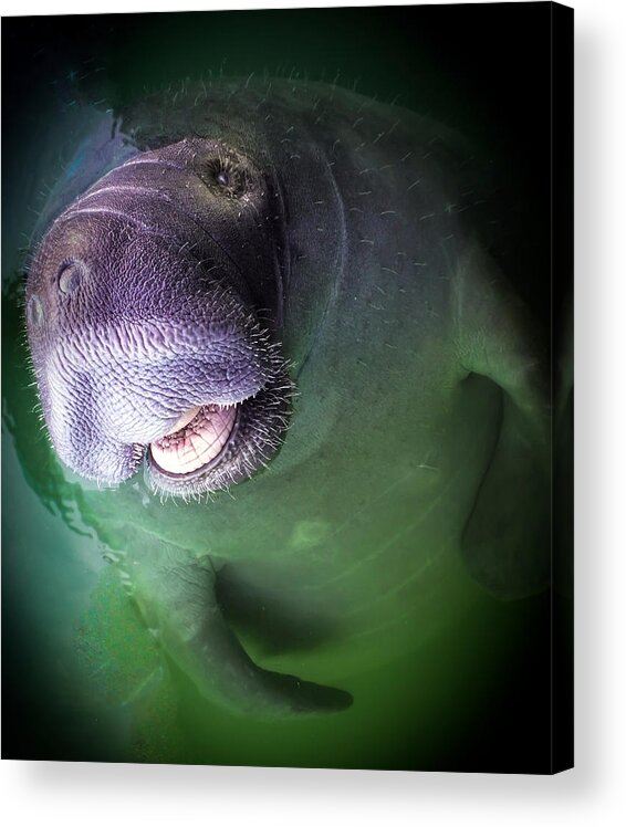Manatees Acrylic Print featuring the photograph The Happy Manatee by Karen Wiles