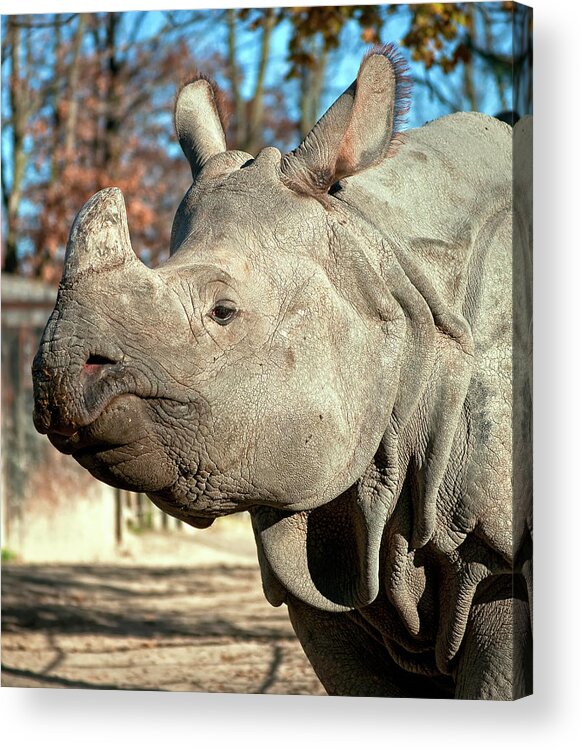 Rhino Acrylic Print featuring the photograph The Thinker by Steve Harrington