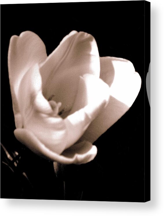 Photography Acrylic Print featuring the photograph 'The Tulip' by Liza Dey