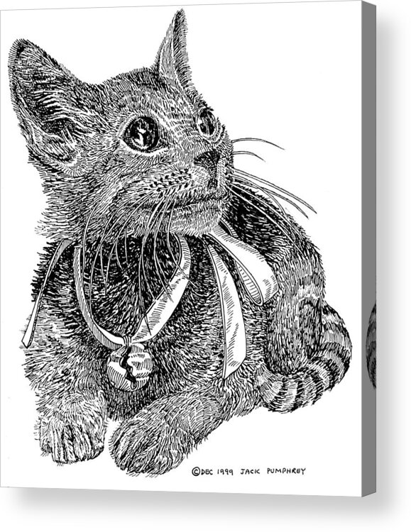 Inked Drawings Of Pets. Pen & Ink Drawings Of Cats Acrylic Print featuring the drawing Cutie Pie TINKER BELL by Jack Pumphrey