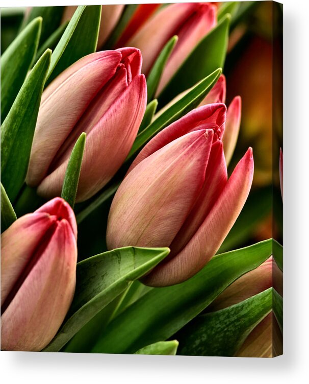 Tulips Acrylic Print featuring the photograph Tulips by David Kay