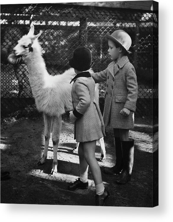 Two People Acrylic Print featuring the photograph Two Children Patting A Llama by Remie Lohse