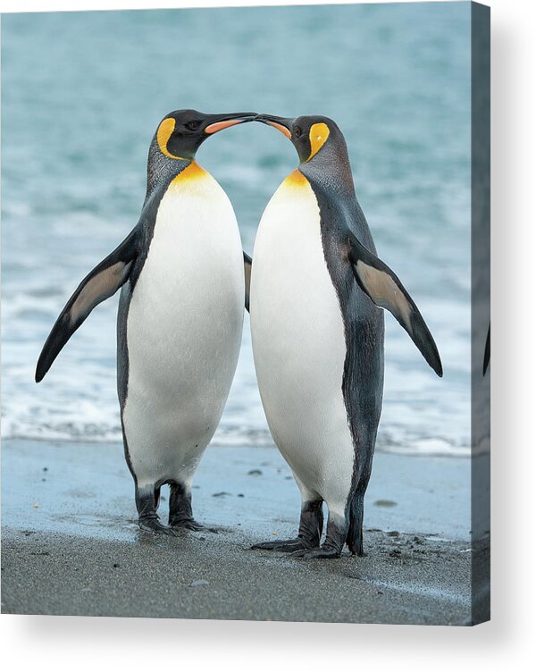 Black Color Acrylic Print featuring the photograph Two King Penguins On A Beach In South by Elmvilla