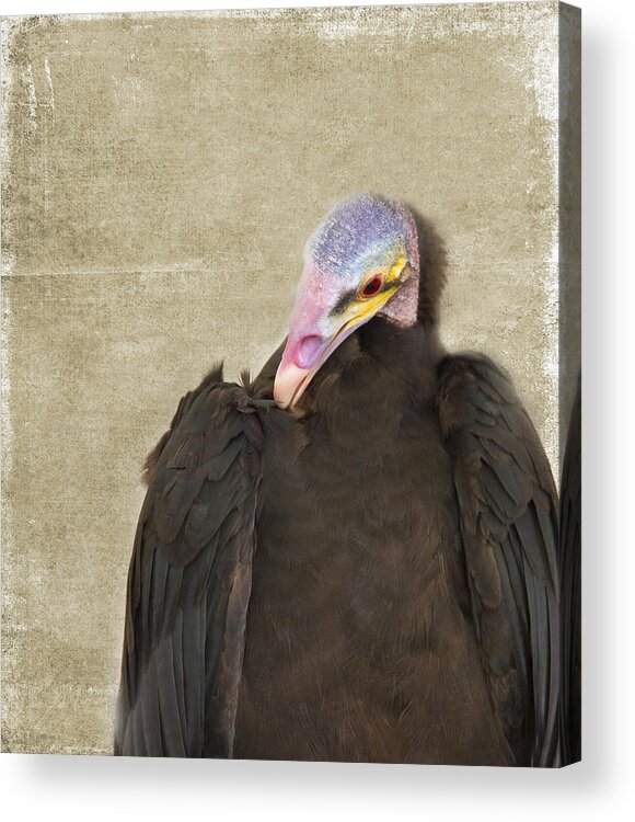 Colorful Acrylic Print featuring the photograph Vulture by Rebecca Cozart