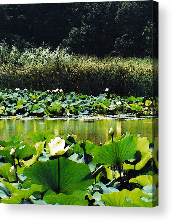 Water Lotus Acrylic Print featuring the photograph White Water Lotus by Shawna Rowe