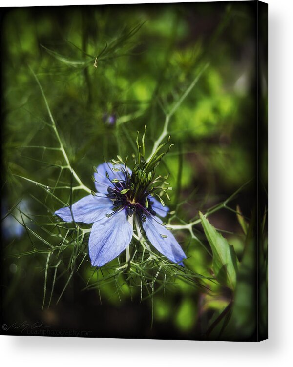 Wildflower Acrylic Print featuring the photograph Wildflower by B Cash
