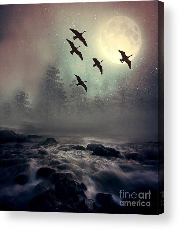 Geese Acrylic Print featuring the photograph Winter Golden Hour by Andrea Kollo