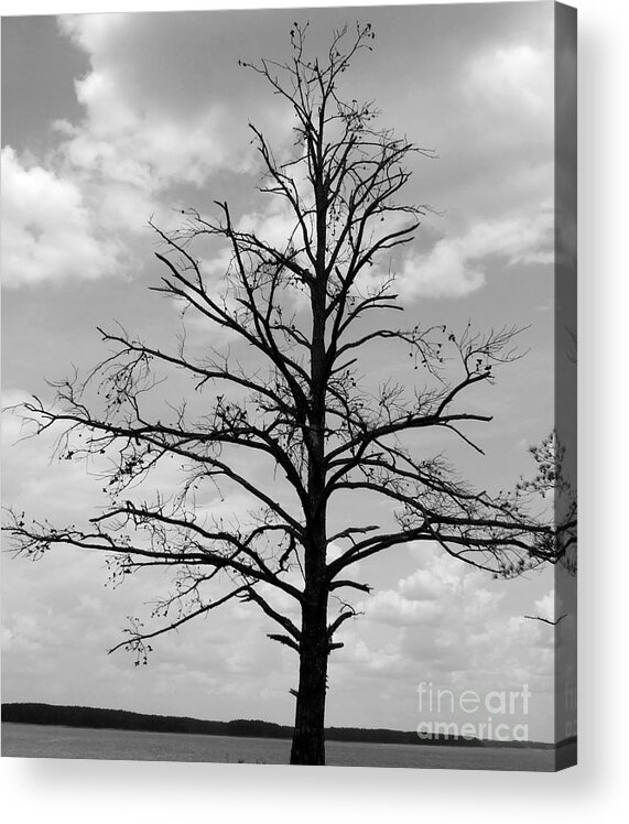 Winter Acrylic Print featuring the photograph Winter tree by Andrea Anderegg