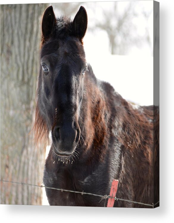Horse Acrylic Print featuring the photograph Winter's Whiskers by Linda Mishler