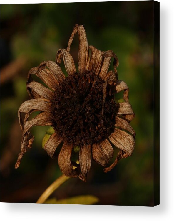 Nature Acrylic Print featuring the photograph Yesterday's Blackeye Susan 2 by Robert Morin