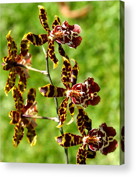 Ribet Acrylic Print featuring the photograph Exotic Orchids of C Ribet #11 by C Ribet