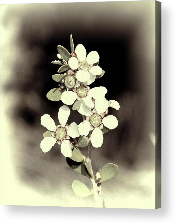 tea Green Acrylic Print featuring the photograph Australian Coastal Wildflowers by Fran Woods