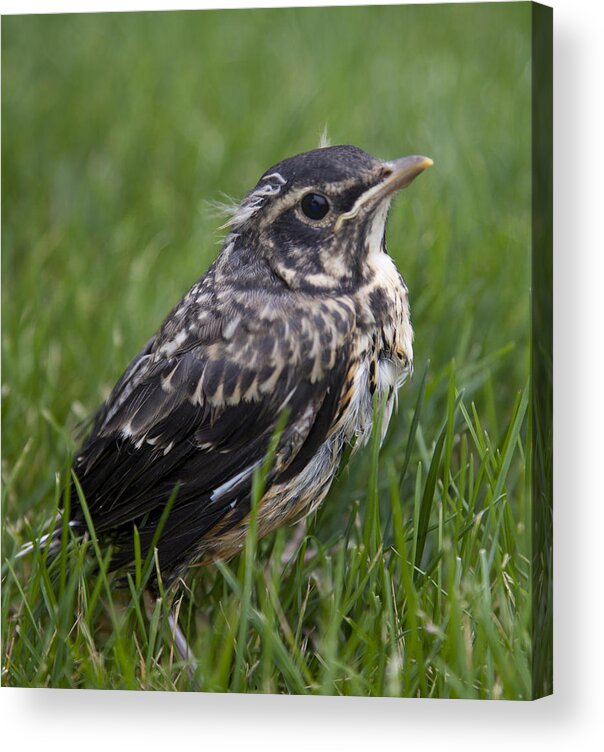 Bird Acrylic Print featuring the photograph Baby Robin by John Crothers