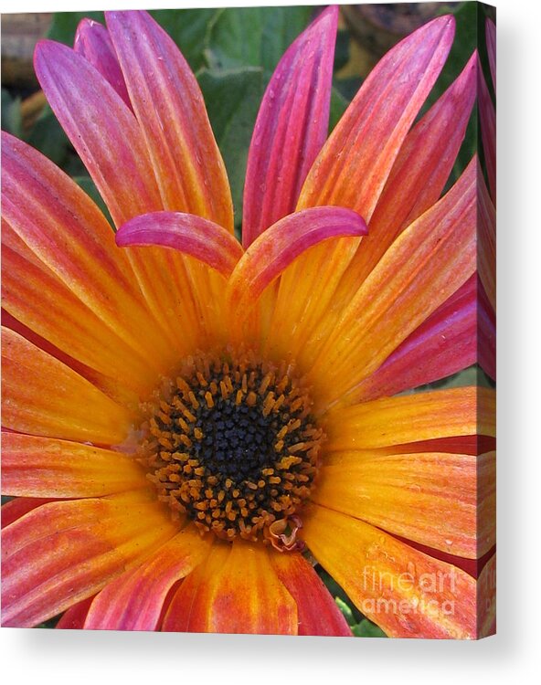 Flower Acrylic Print featuring the photograph Beloved by Tina Marie