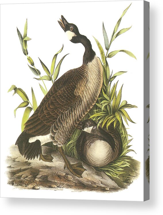 John James Audubon Acrylic Print featuring the painting Canada Goose by John James Audubon