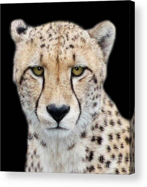 Cheetah Acrylic Print featuring the photograph Cheetah by Lynn Bolt