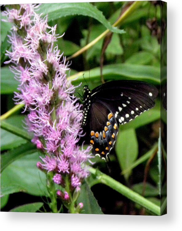 Butterfly Acrylic Print featuring the photograph Climbing Up by Kim Galluzzo