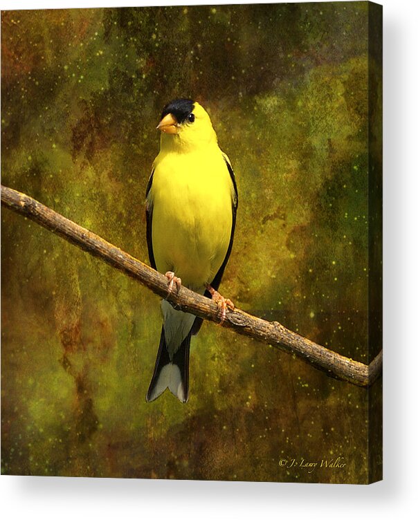 J Larry Walker Acrylic Print featuring the digital art Contemplating Goldfinch by J Larry Walker