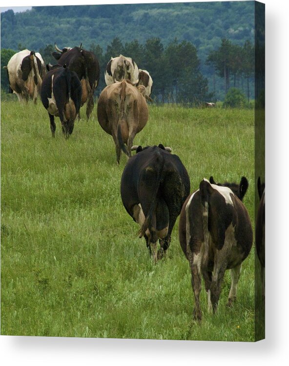Cows Acrylic Print featuring the photograph Cows going home by Pan Orsatti
