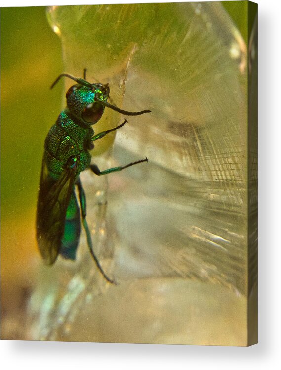 Wasp Acrylic Print featuring the photograph Halicid Bee 13 by Douglas Barnett