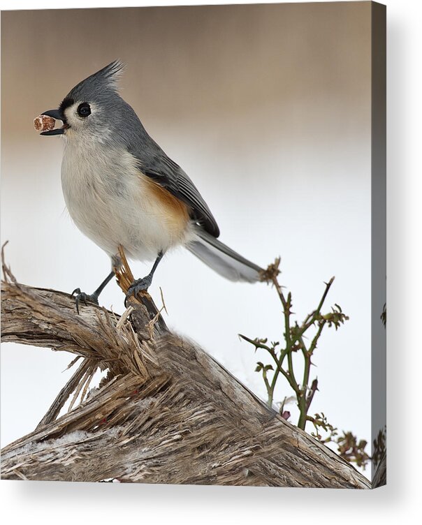  Tufted Titmouse Acrylic Print featuring the photograph Have a nut by Roni Chastain