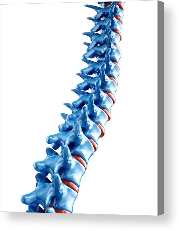 Vertical Acrylic Print featuring the digital art Human Spine, Artwork by Andrzej Wojcicki