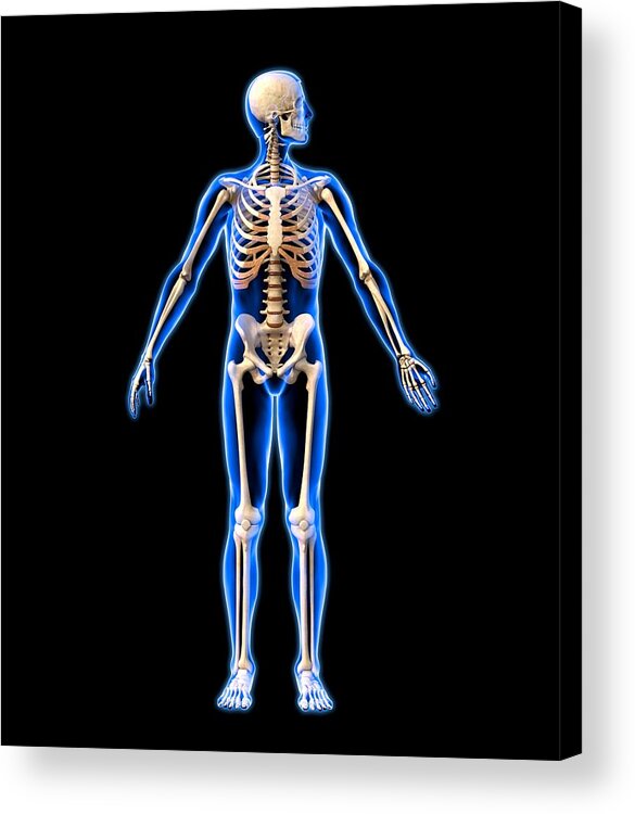 Human Acrylic Print featuring the photograph Male Skeleton, Artwork by Roger Harris
