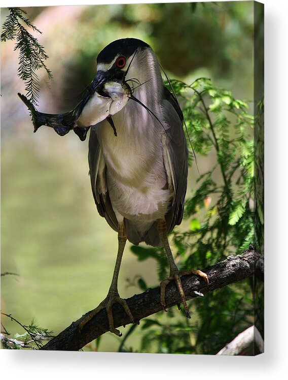 Black Crowned Night Heron Acrylic Print featuring the photograph Night Heron with his Catch by Paulette Thomas