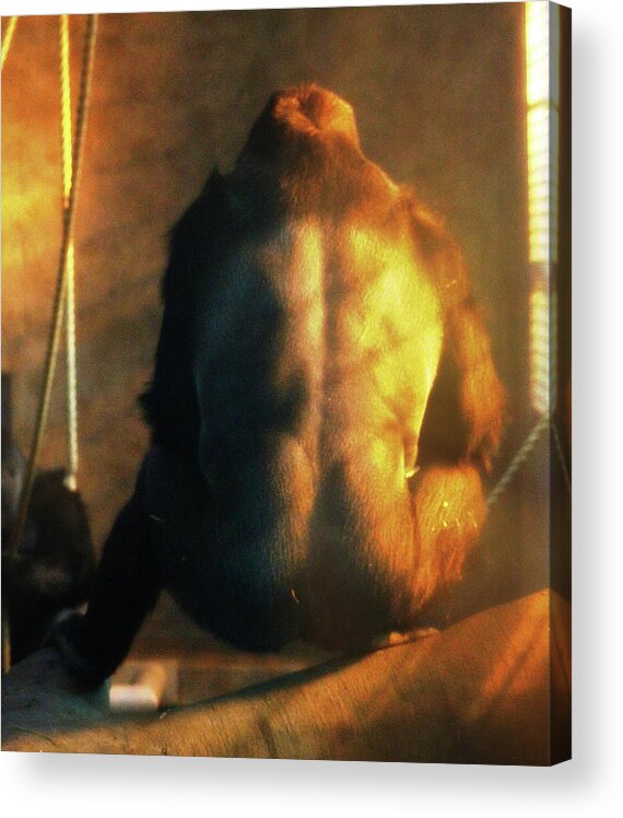 Hovind Acrylic Print featuring the photograph Powerful Primate by Scott Hovind