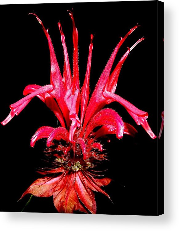Red Acrylic Print featuring the photograph RED by Kim Galluzzo