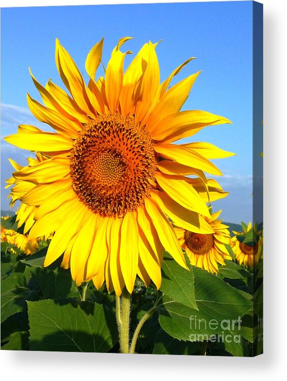 Sunflower Acrylic Print featuring the photograph So proud in the sun by Amalia Suruceanu