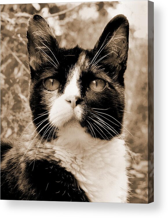 Cat Acrylic Print featuring the photograph Souls Great and Small 2 by Rory Siegel