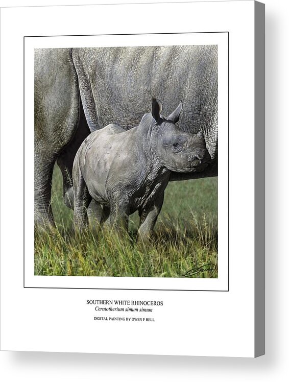 Rhinoceros Acrylic Print featuring the digital art SOUTHERN WHITE RHINOCEROS CALF Ceratotherium simum simum by Owen Bell