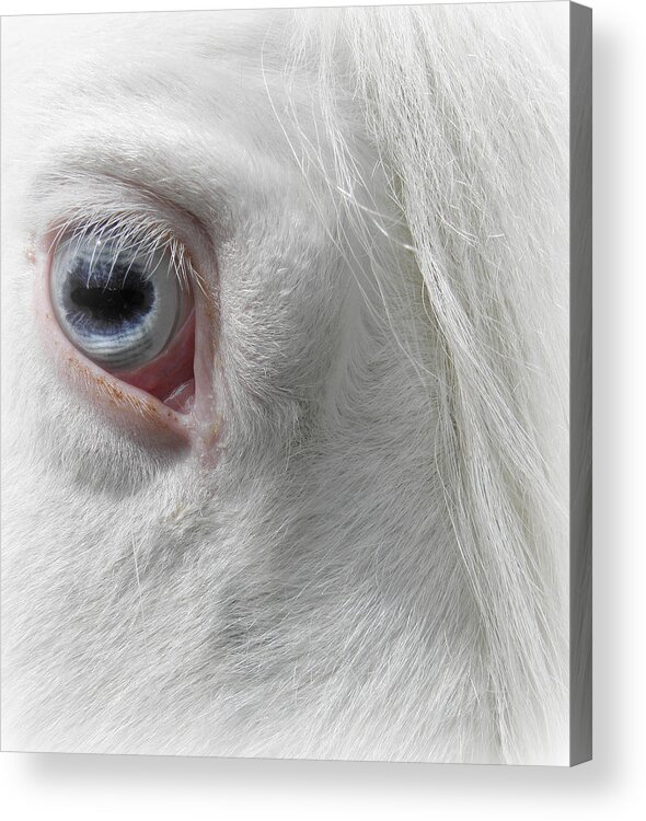 Horse Acrylic Print featuring the photograph The eye of a Gypsy by Kim Galluzzo