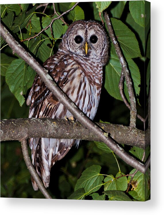 Owl Acrylic Print featuring the photograph Who Are You by Cheryl Baxter
