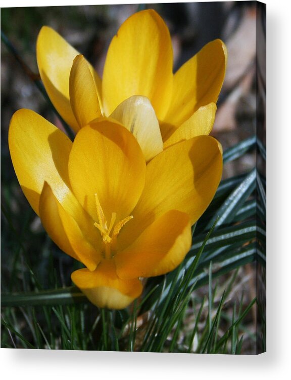 Yellow Acrylic Print featuring the photograph Yellow Crocus by Karen Harrison Brown