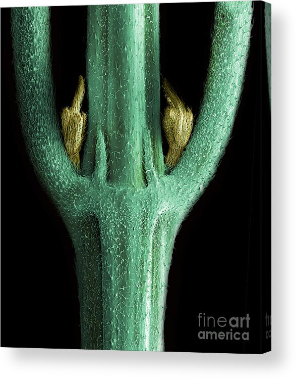 Alternative Medicine Acrylic Print featuring the photograph Male Flower of Cannabis Plant, SEM #1 by Ted Kinsman