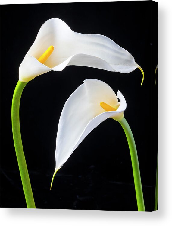 Graphic Acrylic Print featuring the photograph Two Lovely Calla Lilies #1 by Garry Gay