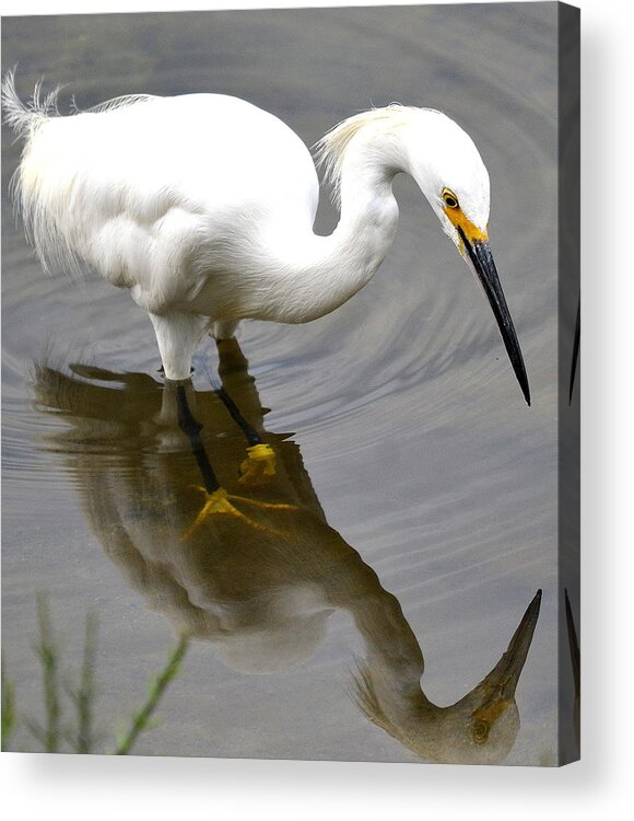 Snowy Egret Acrylic Print featuring the photograph Through the Looking Glass #2 by Fraida Gutovich