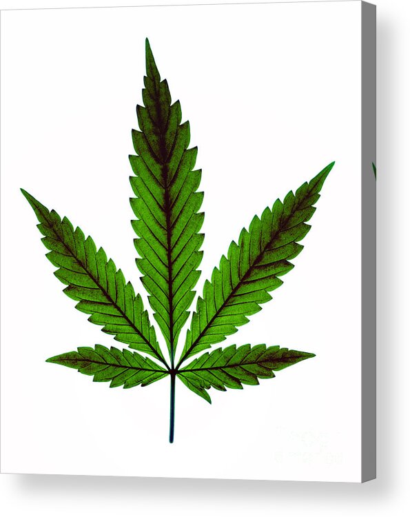 Biological Acrylic Print featuring the photograph Marijuana Leaf, Cannabis Sativa #3 by Ted Kinsman