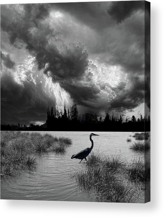 Heron Acrylic Print featuring the photograph 4620 by Peter Holme III
