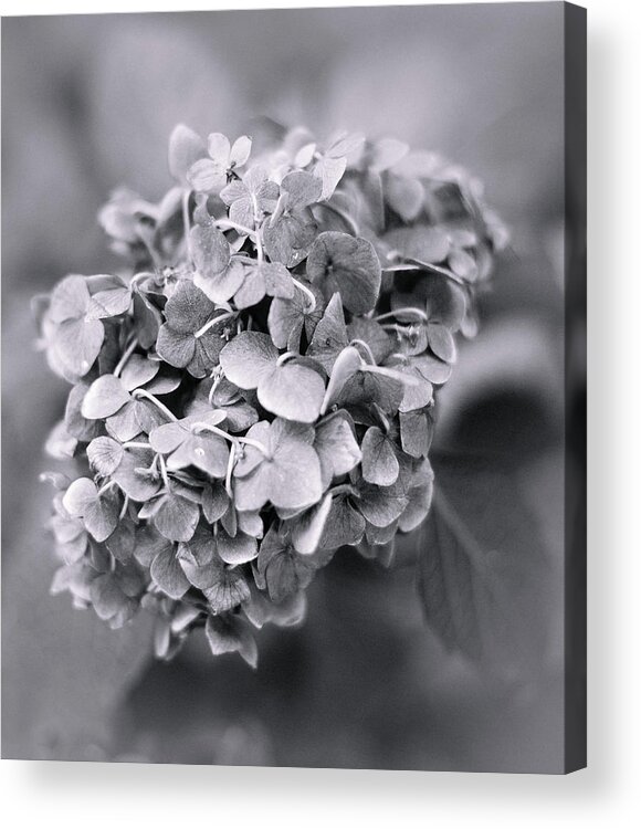 Garden Acrylic Print featuring the photograph Hydrangea by Elvira Pinkhas
