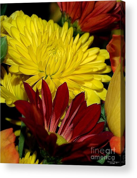 Chrysanthemum Photography Acrylic Print featuring the photograph Autumn Colors by Patricia Griffin Brett