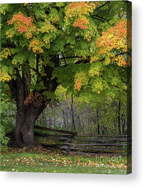 Maple Acrylic Print featuring the photograph Autumn Maple Tree by Bianca Nadeau