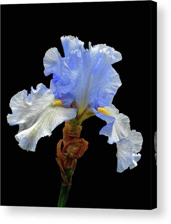 Iris Acrylic Print featuring the photograph Bearded Iris by Floyd Hopper
