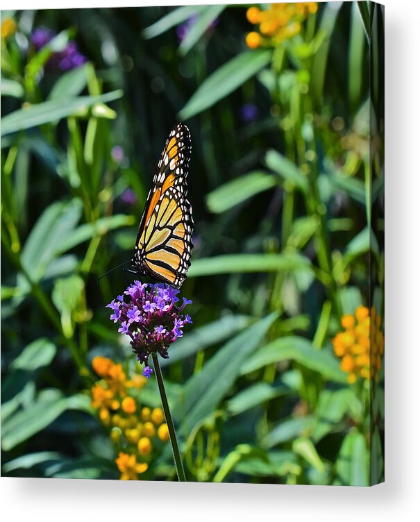 Monarch Butterflies Acrylic Print featuring the photograph Beginning September Monarch by Janis Senungetuk
