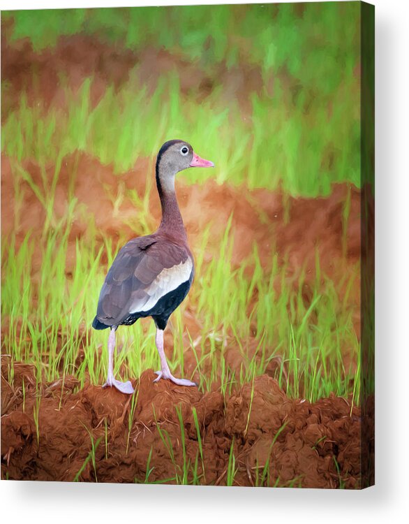 Joan Carroll Acrylic Print featuring the photograph Black-Bellied Whistling Duck Costa Rica by Joan Carroll