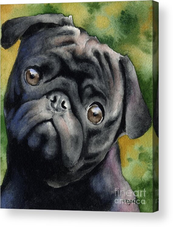 Black Acrylic Print featuring the painting Black Pug by David Rogers