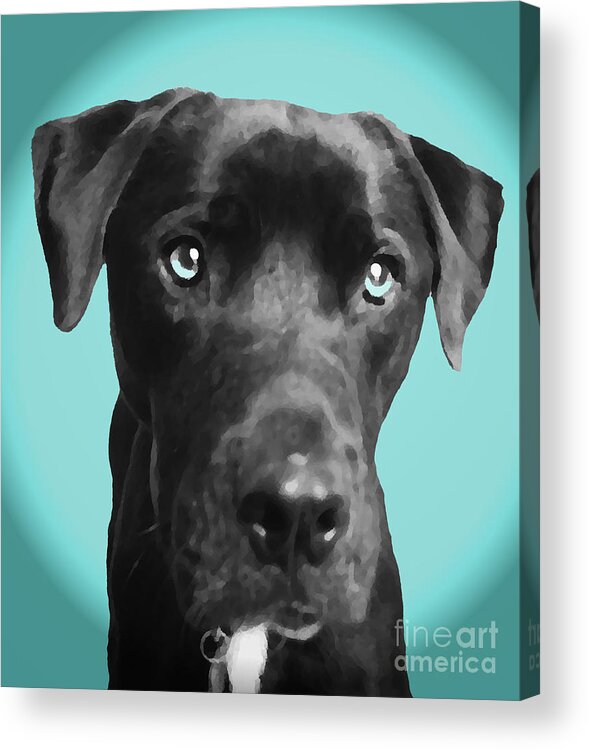 dog Art Acrylic Print featuring the photograph Blue by Amanda Barcon